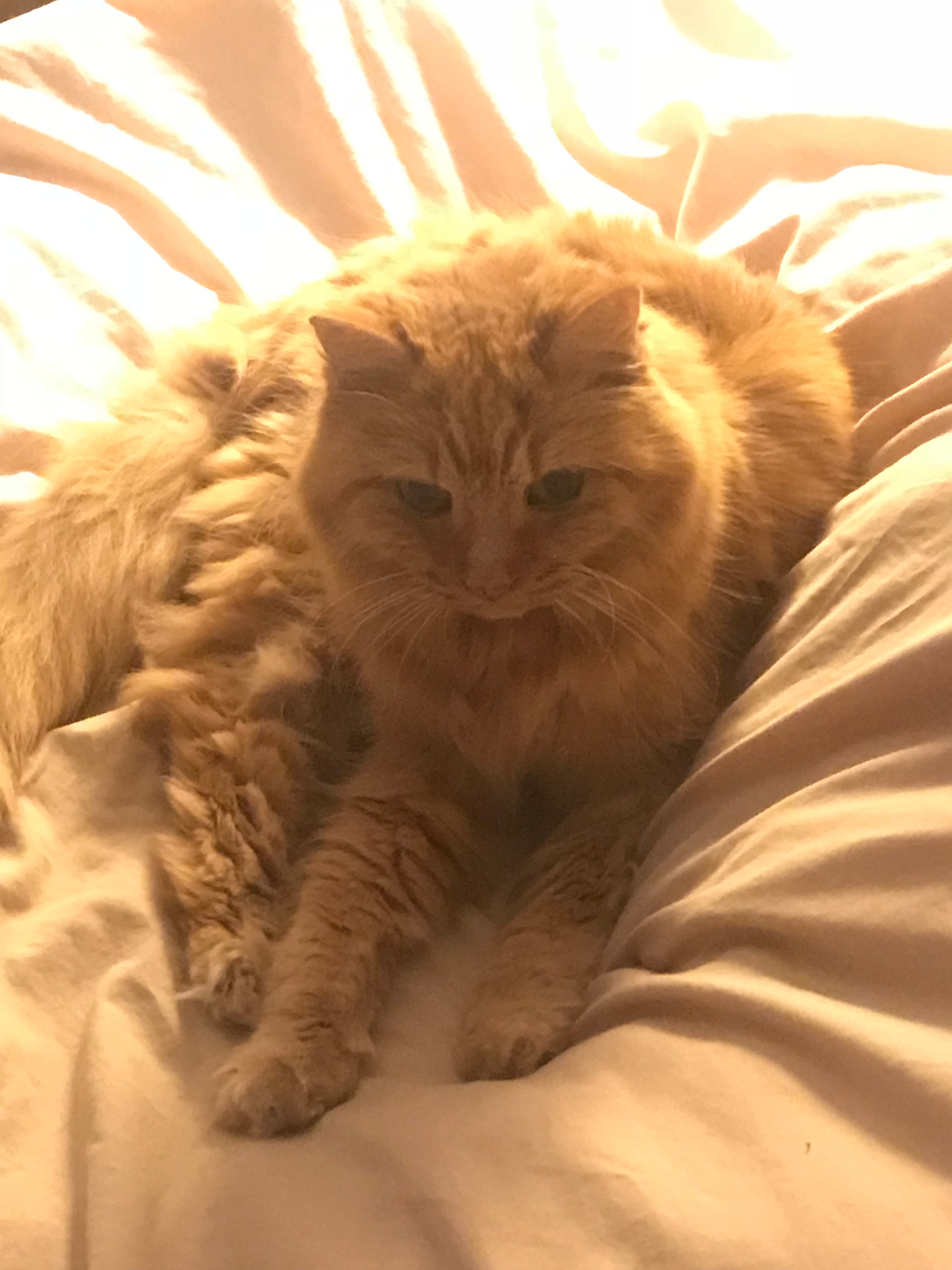 hospice care for cats