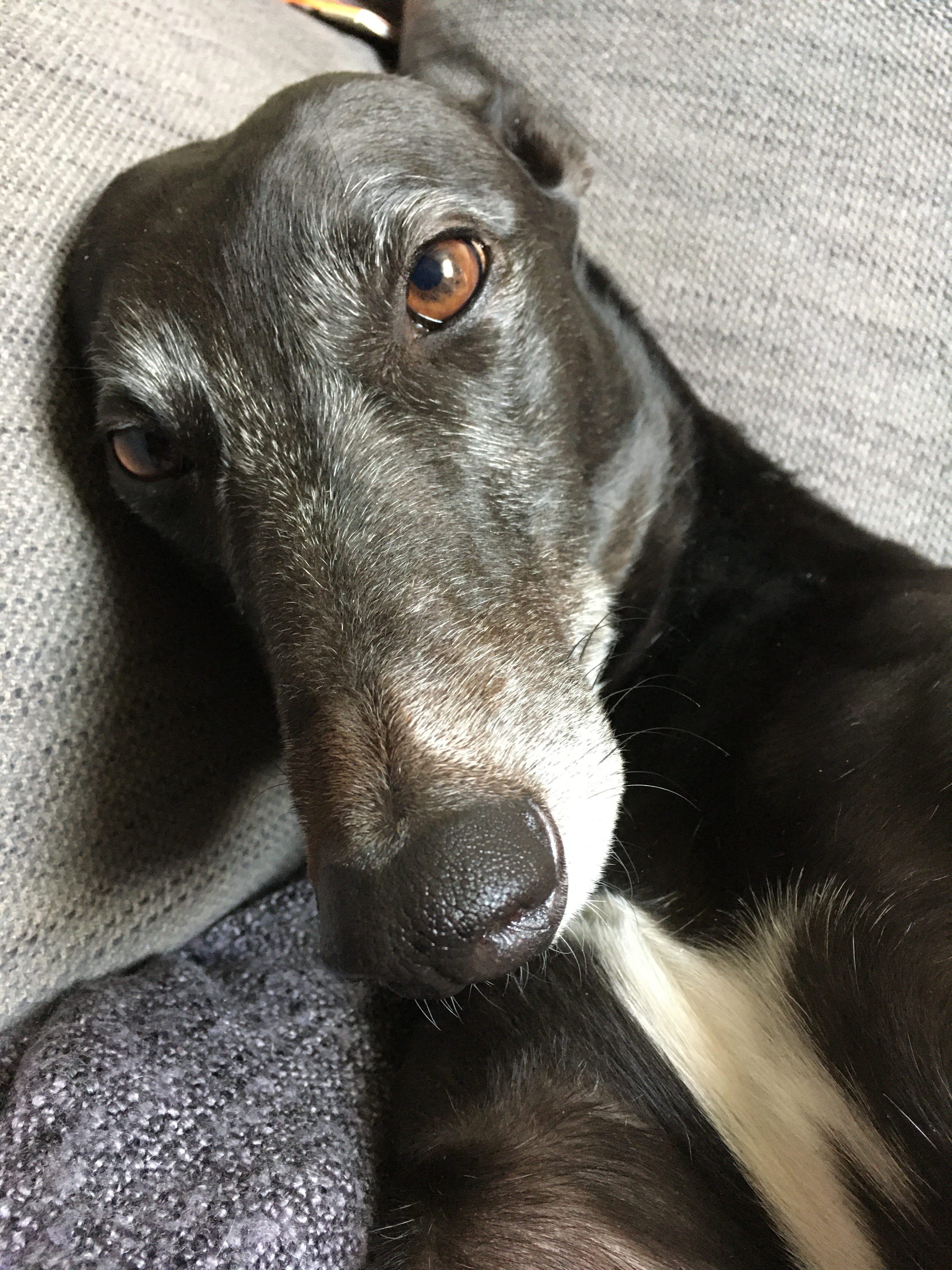 cost of owning a greyhound