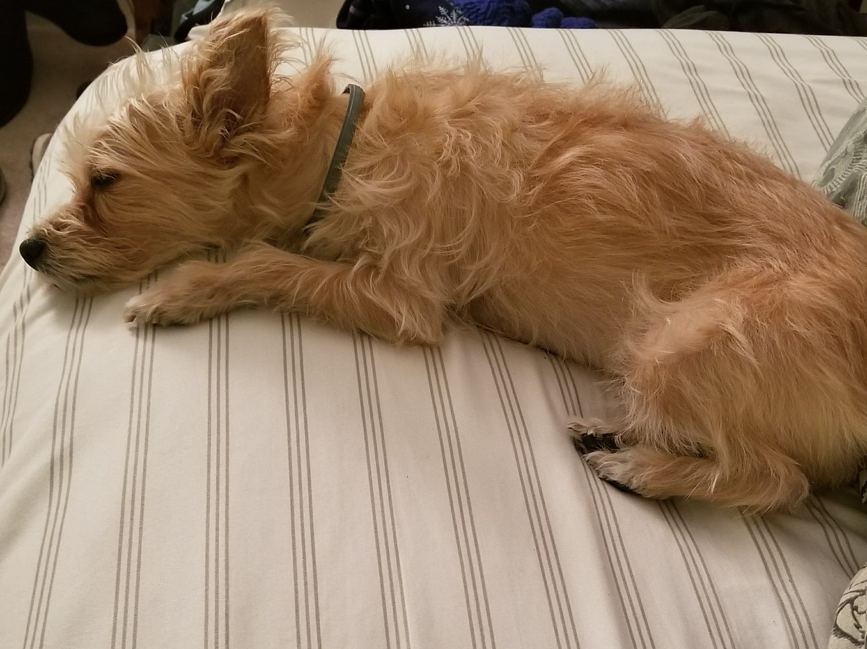 i think my dog hates me