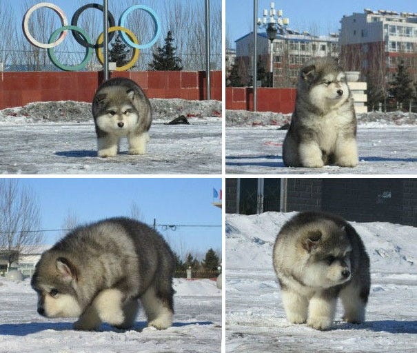 chow chow x malamute