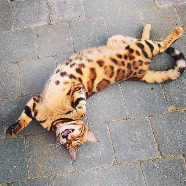 This Bengal Cat S Fur Is Driving Internet Crazy He S So Beautiful I Wanna Cry By Awwthings Medium