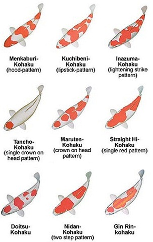 Jenis Ikan Koi Kohaku. KOHAKU Ini adalah tipe dengan warna… | by olivia
