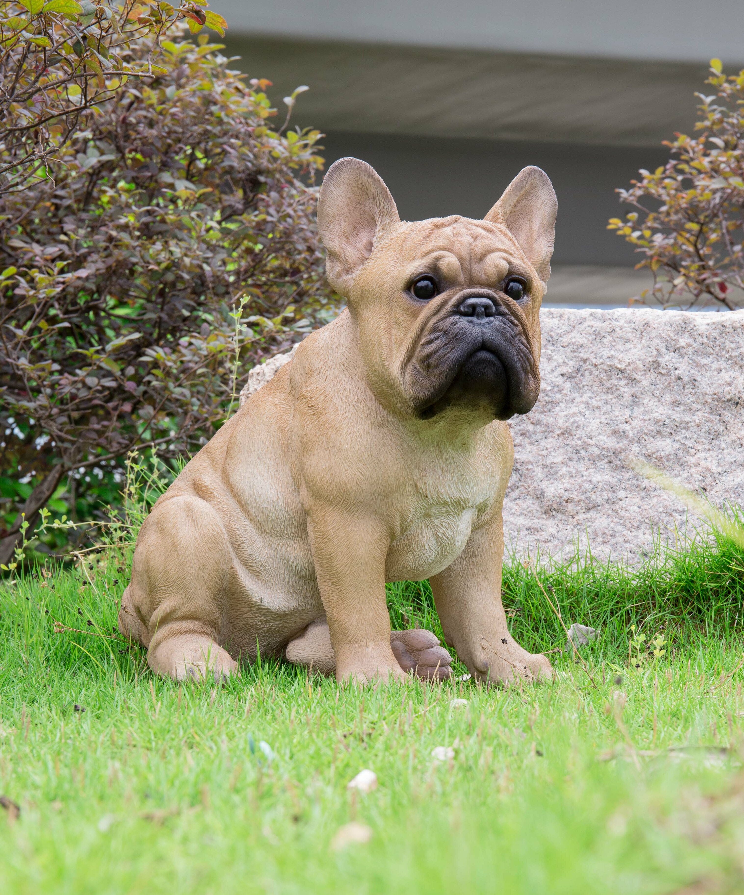 34 HQ Pictures Buy French Bulldog Near Me : Cheap French Bulldogs For Sale Buy French Bulldog Puppies Near Me