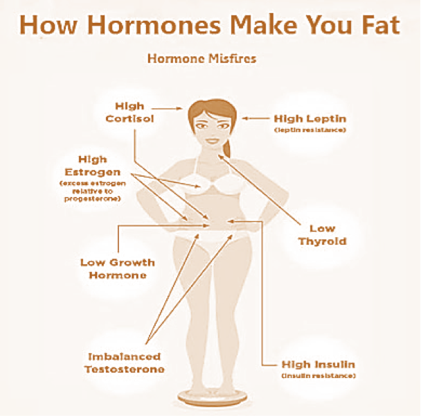 Weight Gain Hormonal Imbalances. Weight Gain Due to Hormonal Imbalances |  by John C Theeck D.C. | Medium