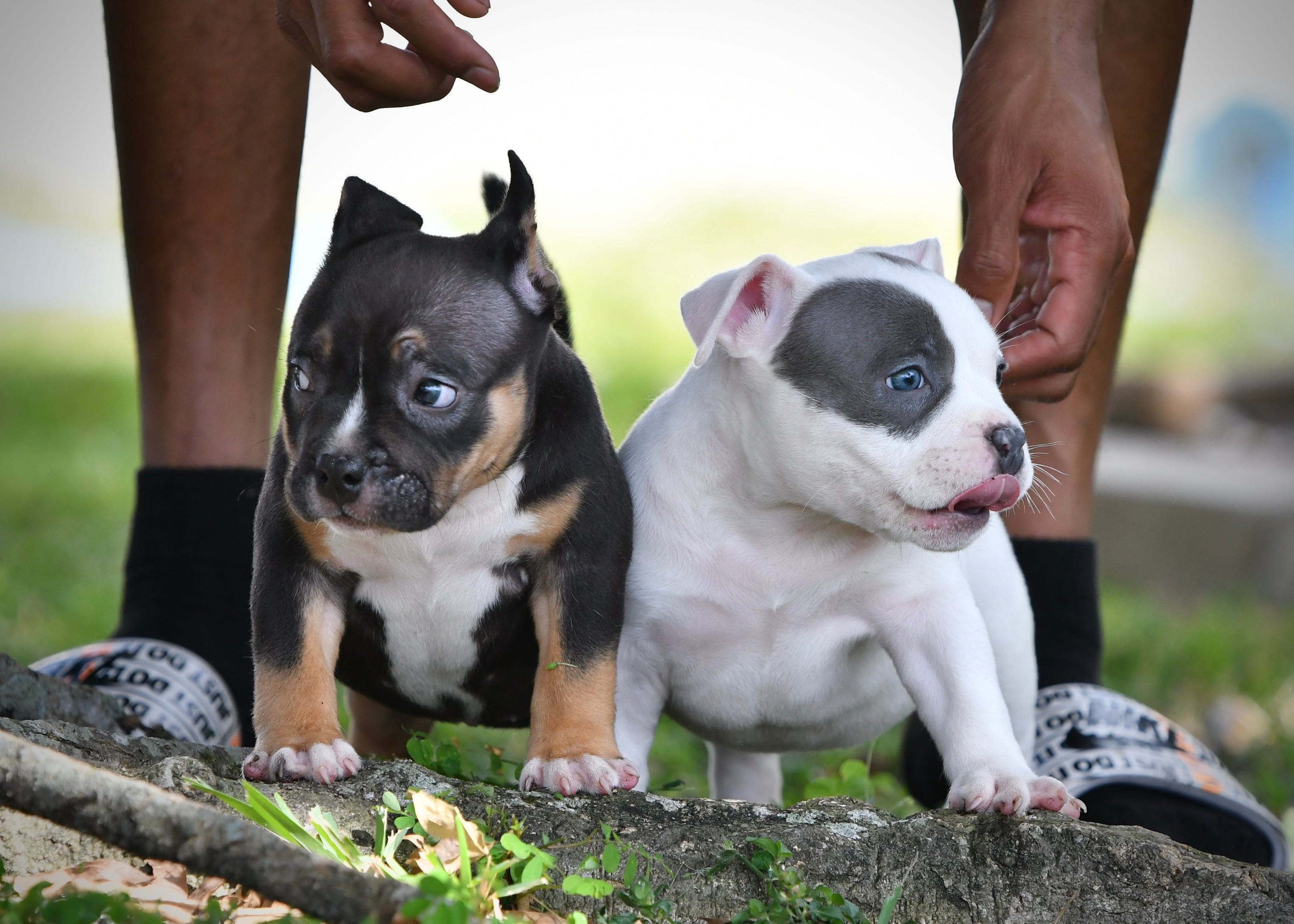 POCKET BULLY KENNEL VENOMLINE NEWS, AVAILABLE PUPPIES FOR SALE