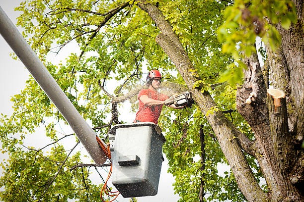 Calgary Stump Grinding