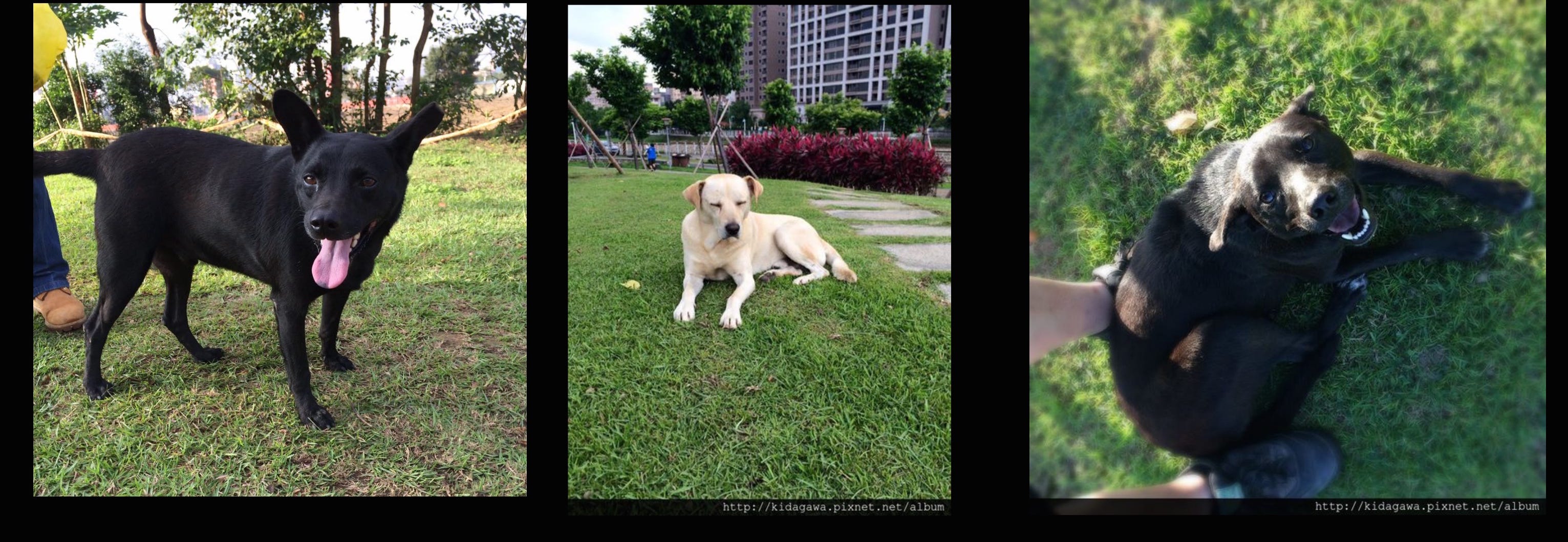 三犬物語 三犬物語 By 李霖生 Medium 三犬物語 三犬物語 By 李霖生 Medium