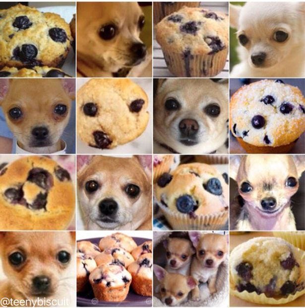 Chihuahua or Muffin?. Last year, a 
