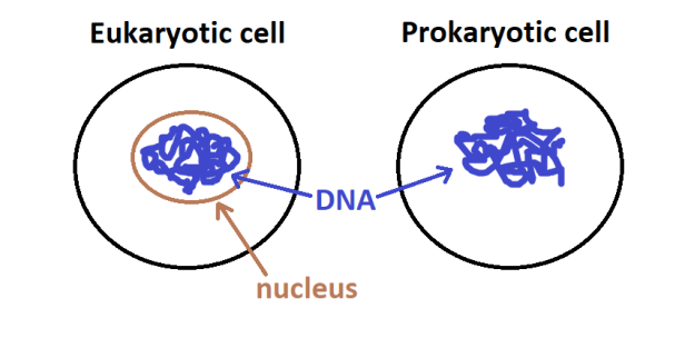 Defining Genomics, Transcriptomics, and Proteomics for Data Scientists 2