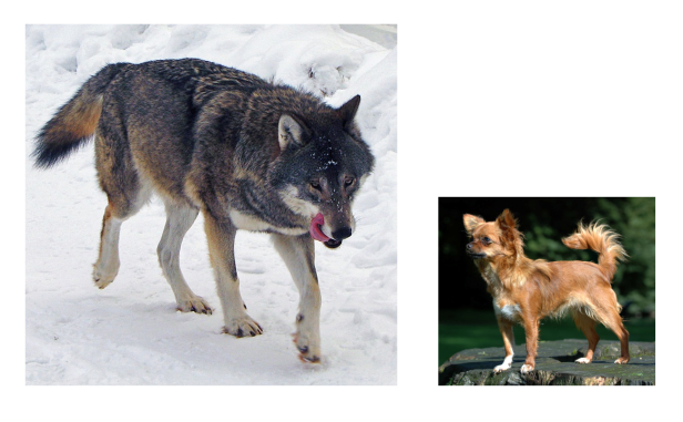 Defining Genomics, Transcriptomics, and Proteomics for Data Scientists 12