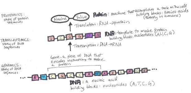 Defining Genomics, Transcriptomics, and Proteomics for Data Scientists 20