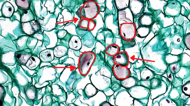 Defining Genomics, Transcriptomics, and Proteomics for Data Scientists 1