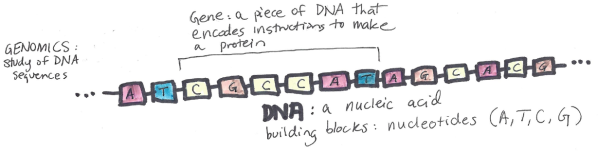 Defining Genomics, Transcriptomics, and Proteomics for Data Scientists 8