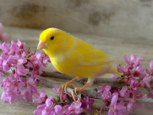Best Pet Birds For Beginners Selection And Buying Guideline Medium