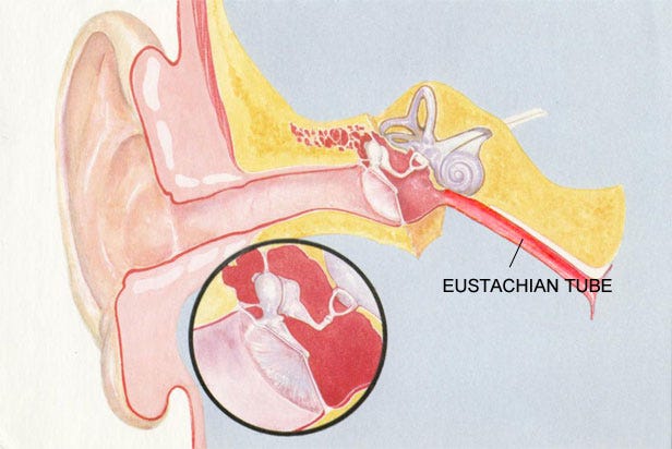 Understanding the Reasons Behind Blocked Eustachian Tube | by Adrian