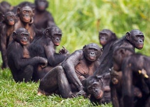 A group of bonobos relaxing close to each other on green grass