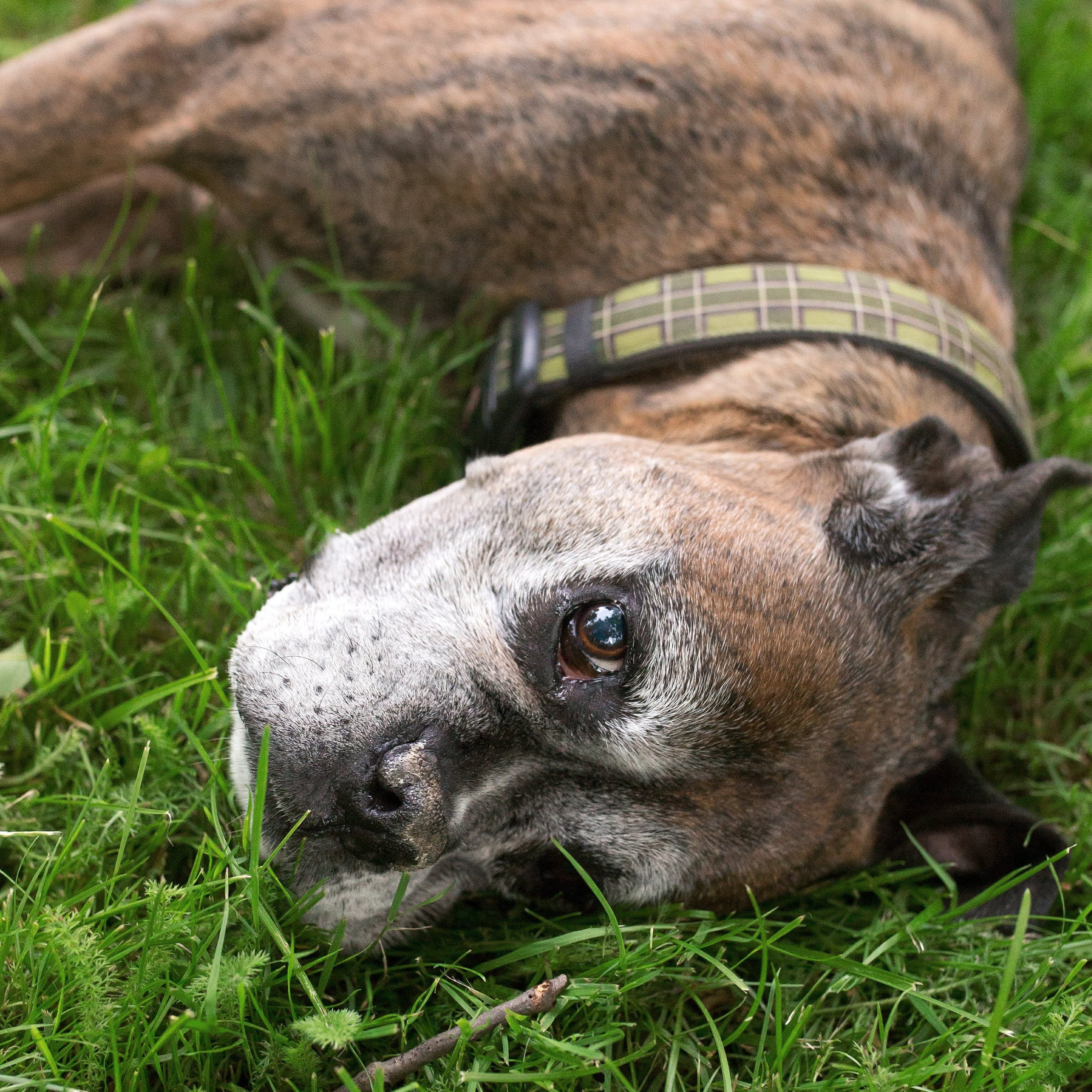 my dog saved my life stories