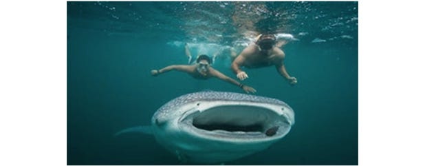 Why To Opt For A Whale Shark Excursion Trip In Cabo San Lucas