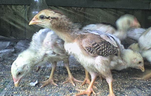 Langkah Menjaga Anak Ayam Bangkok Yang Benar Agar Cepat Besar