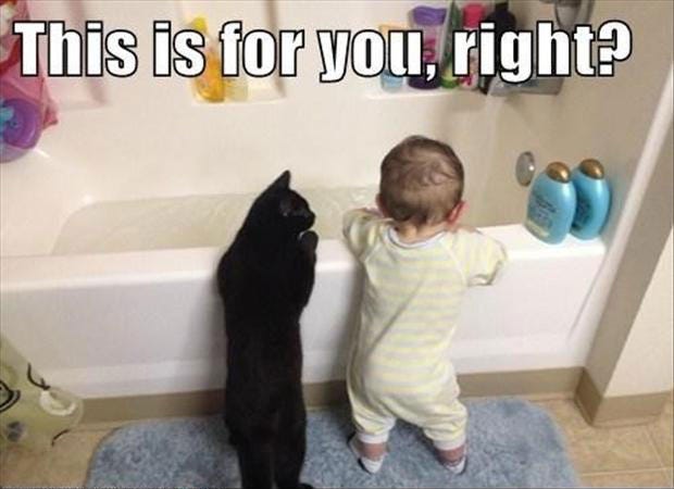 How To Educate Your Cat Love Mykittens Medium