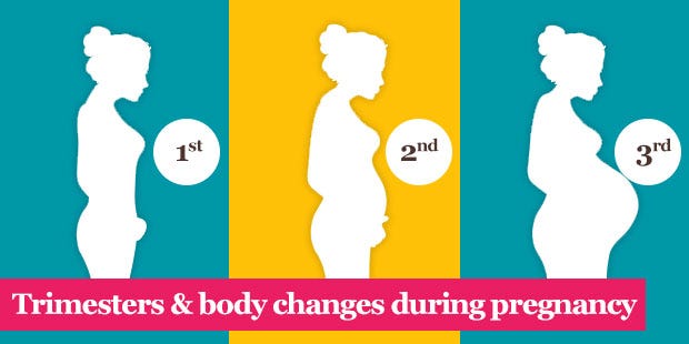 3 Trimesters Of Pregnancy Introduction By Ivania Johnson Medium