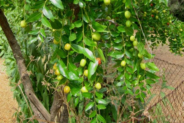 The Joys Of The Jujube Tree When I Was A Child Many A Street In By Aliki Chapple Medium