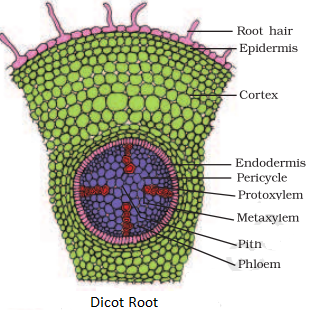 Anatomy Of Dicotyledonous And Monocotyledonous Plants