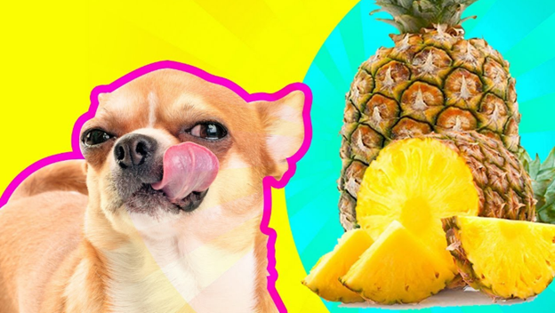 how much pineapple can i give my dog