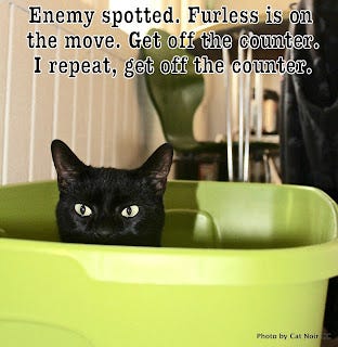 A black cat in a green bucket