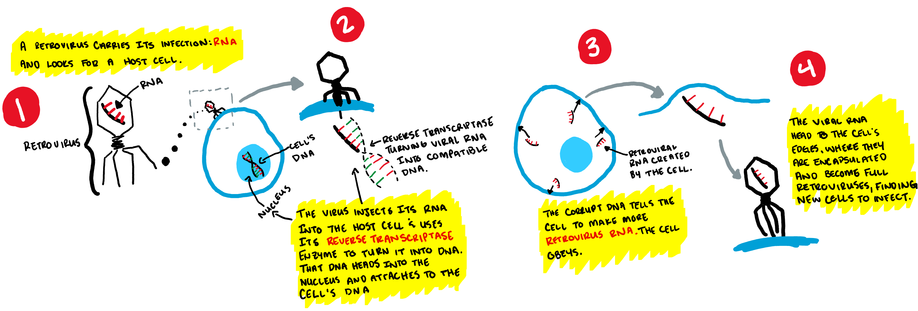the viral origins of our intelligence