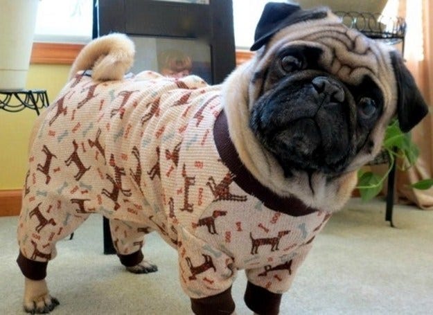 clothes for pugs online