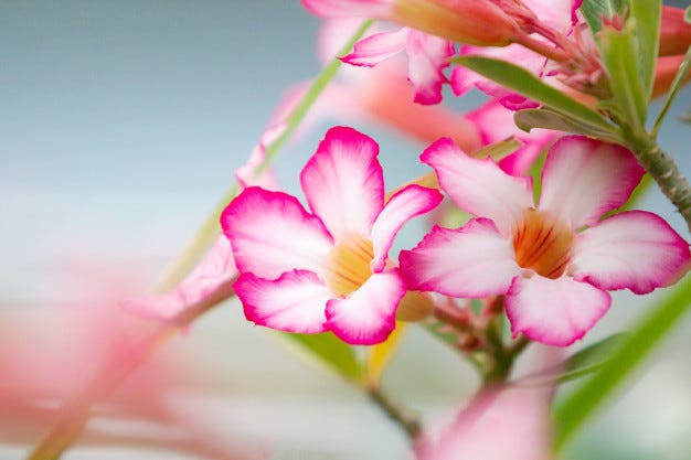 como plantar rosa do deserto no chão