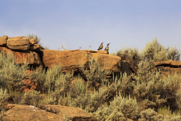 Sagebrush Apartment Development In Jackson Hole By Julie Cavanaugh Medium