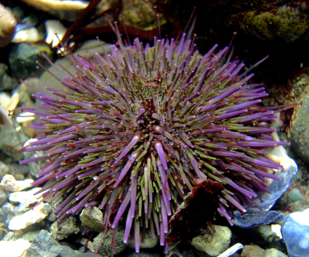 Predicting The Sea Urchin Fertilization With Varying Ph By Machine Learning Medium