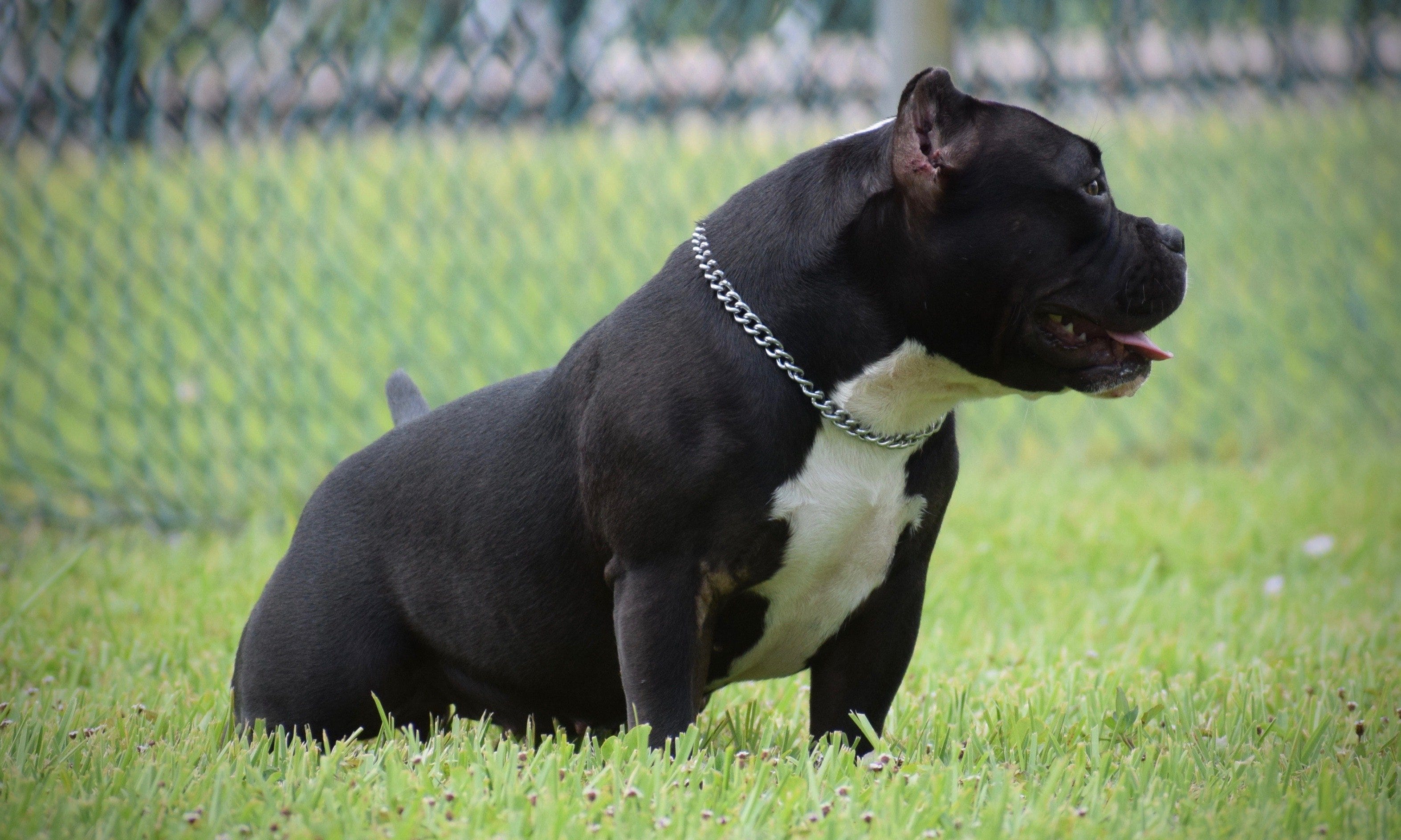 THE TOP AMERICAN BULLY KENNELS BULLY KING Magazine Medium