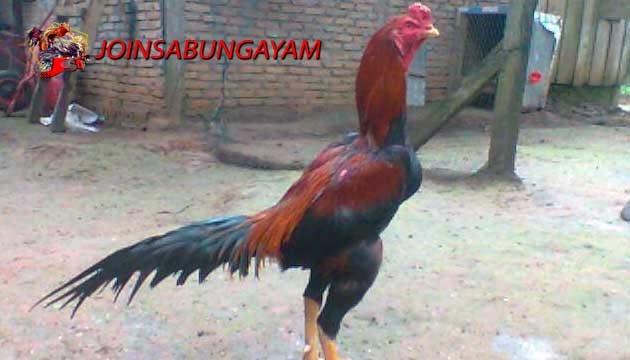 89 Gambar  Ayam  Yokere Kekinian Infobaru