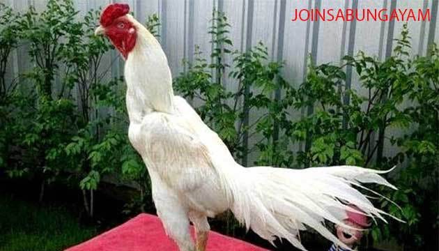 Paling Keren 27+ Gambar Ayam Jago Hitam Putih