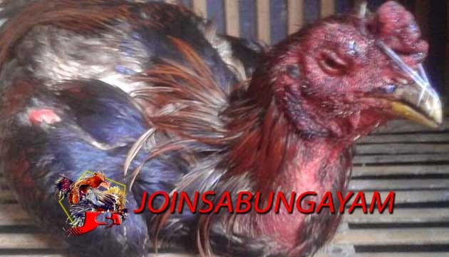 Penyakit Pada Ayam Bangkok
