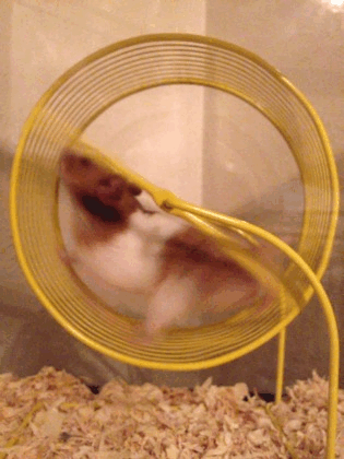 hamster in hamster wheel