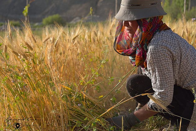 Harvesting in Zood Khun (the lady is also a school teacher) — Photo: Bernard Grua