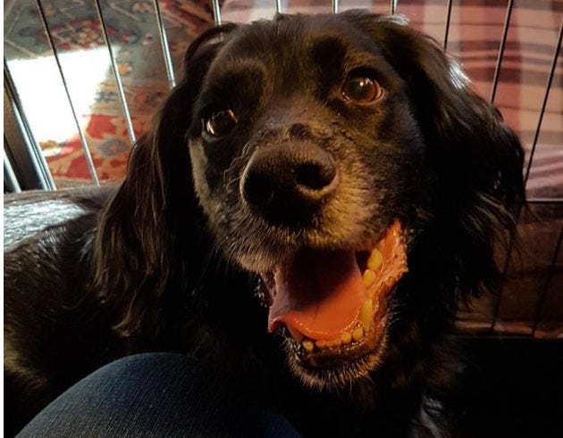doorbell that barks like a dog