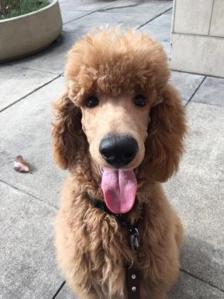 3 month old standard poodle