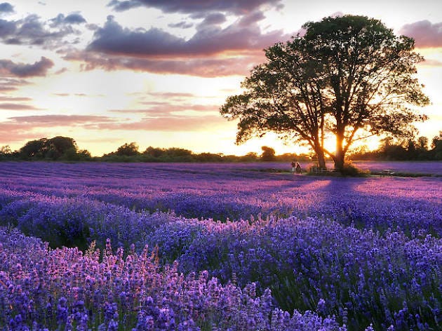 Mayfields Lavender Field