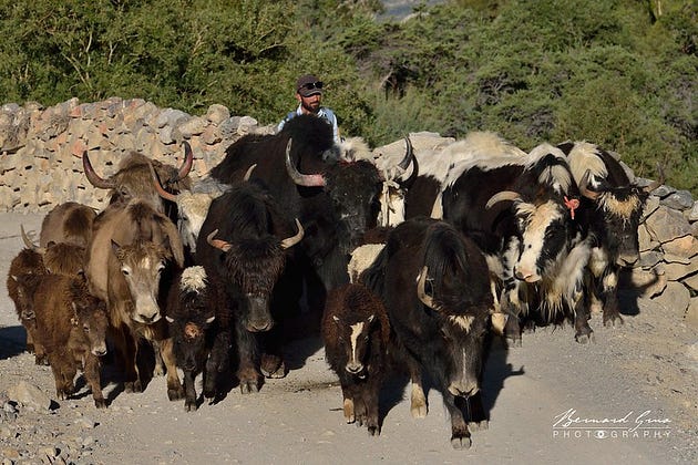 Yaks from Afghan Pamir in Chapursan valley — Photo: Bernard Grua