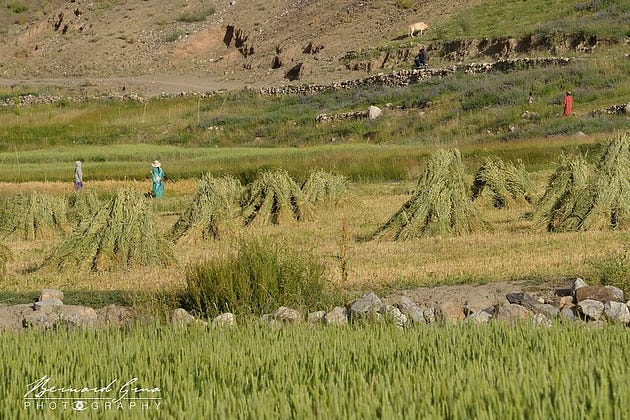 Ladies harvesting in Zood Khun — Photo: Bernard Grua