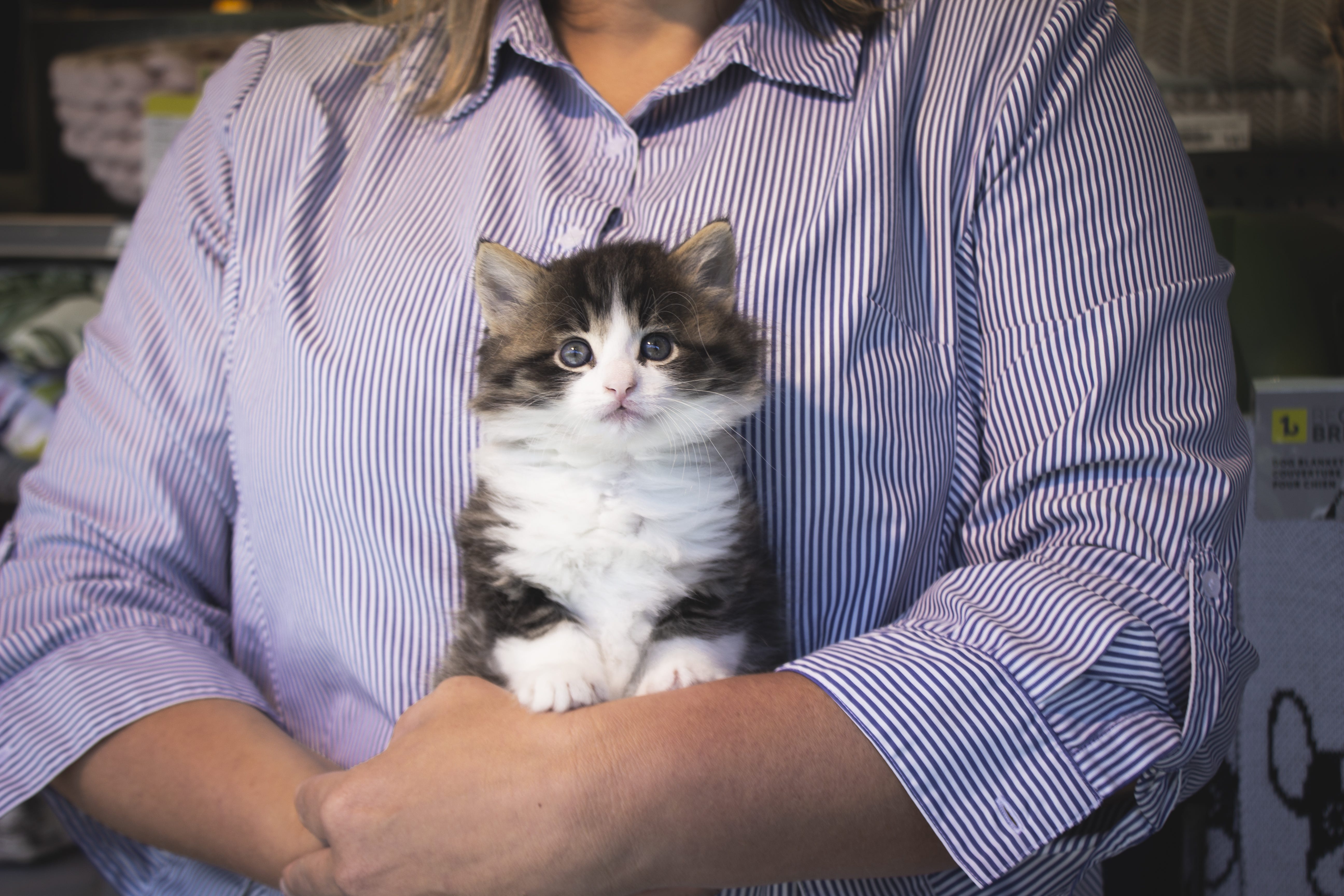 Chaton Orphelin Cherche Famille Pour La Vie Tabloid