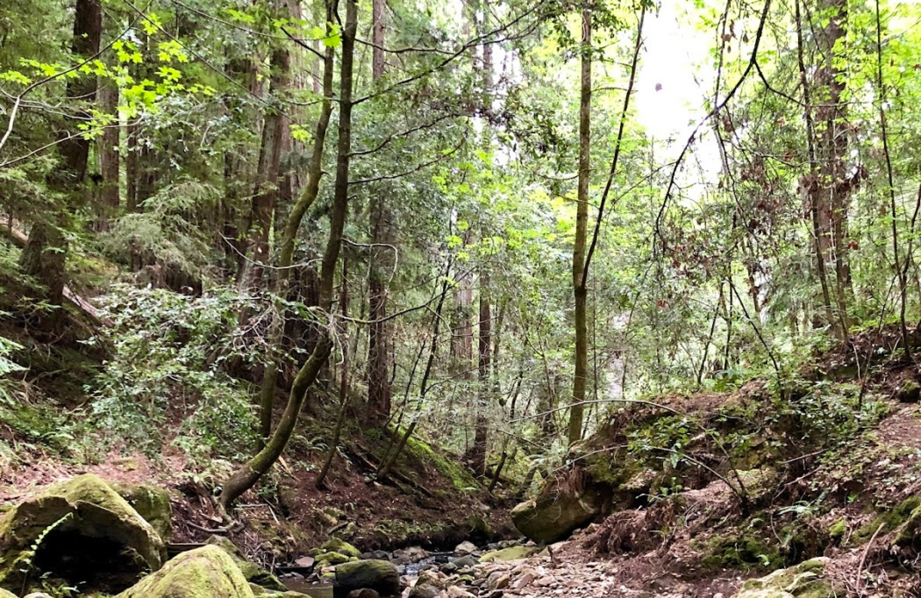 twin redwoods trail camp