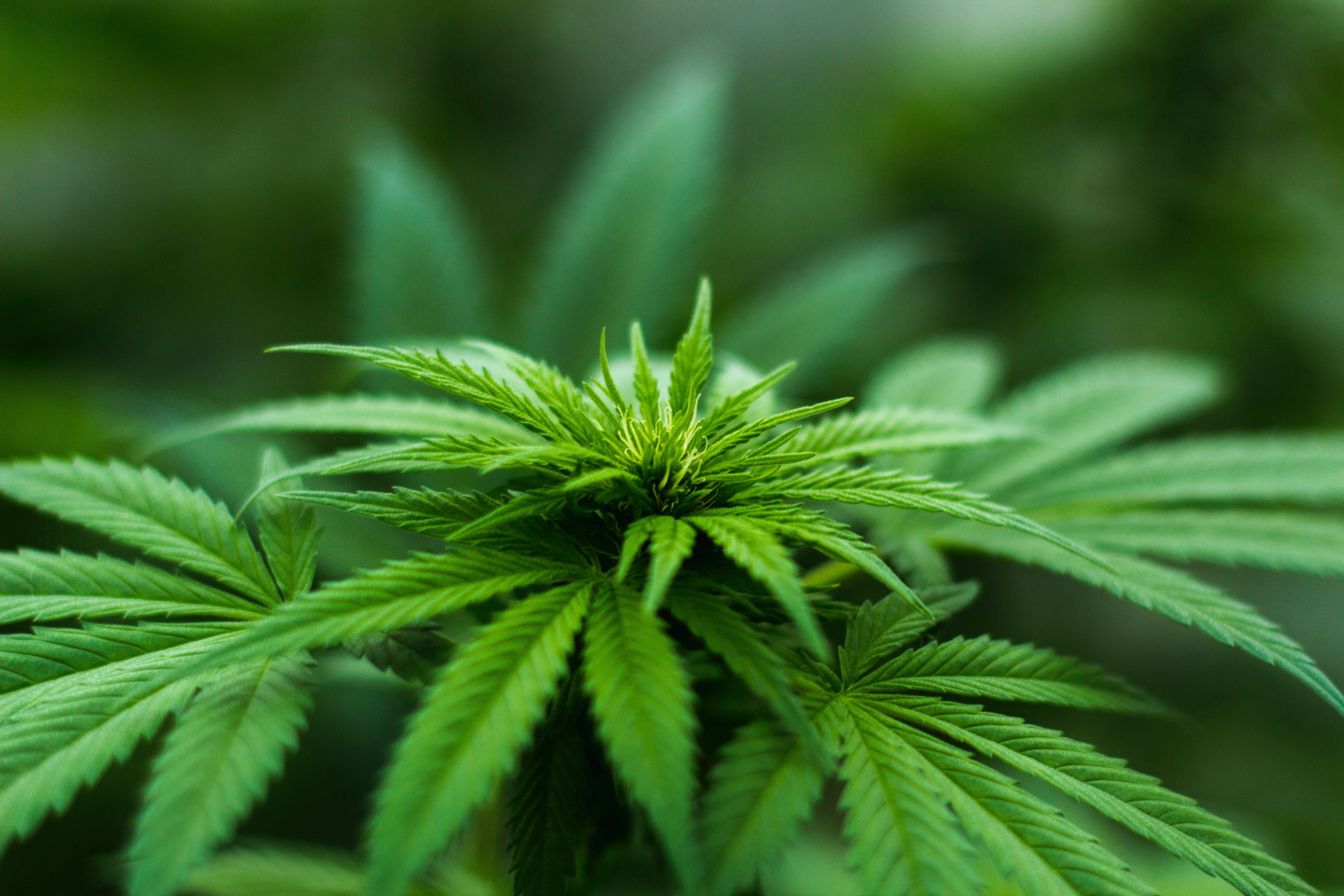 Cannabis And Artificial Intelligence Technologies By Slava Kurilyak Produvia
