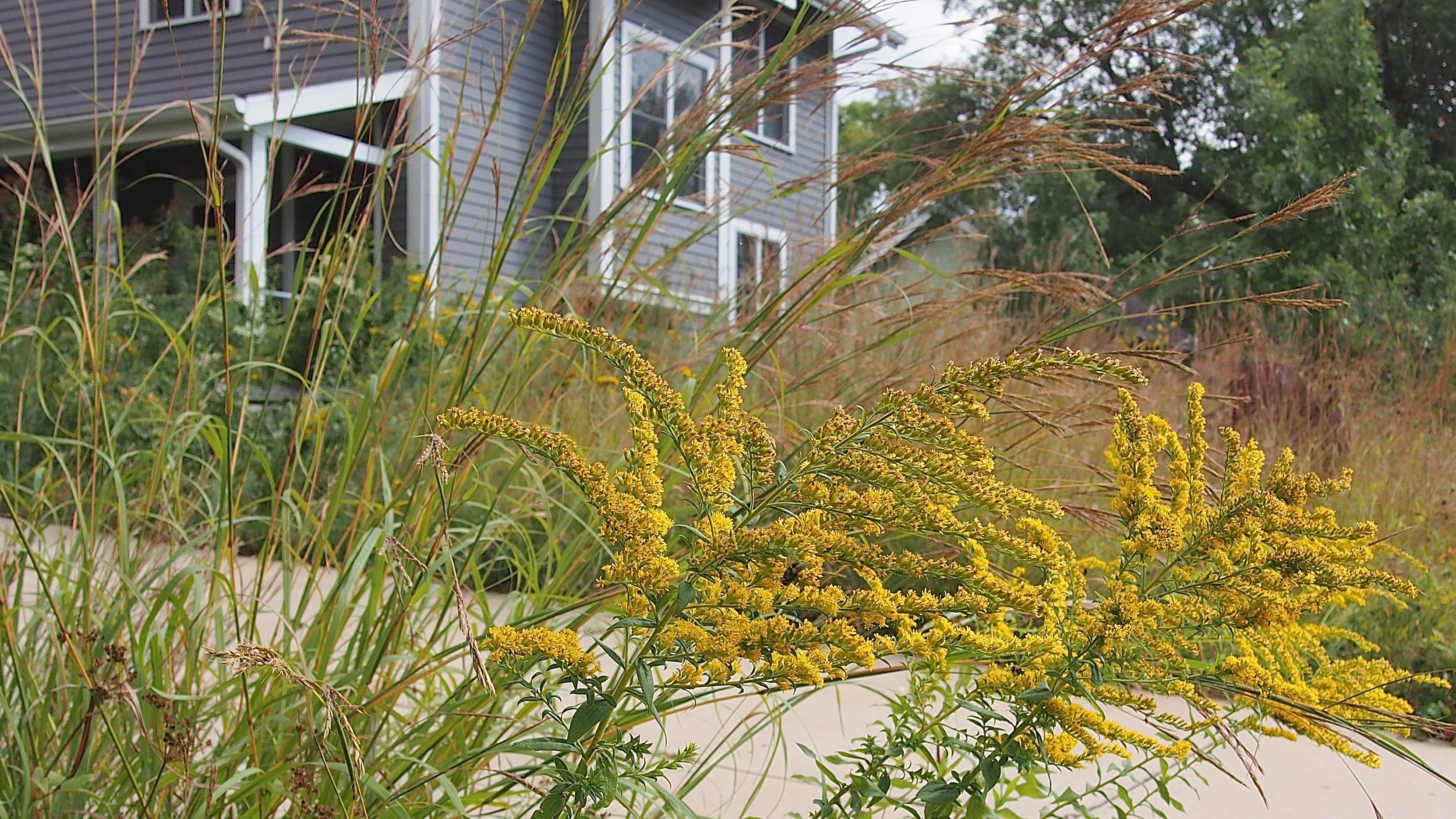 Getting Started With Native Plantings 10 Ecological Landscaping Principles By Minnesota Board Of Water And Soil Resources Medium
