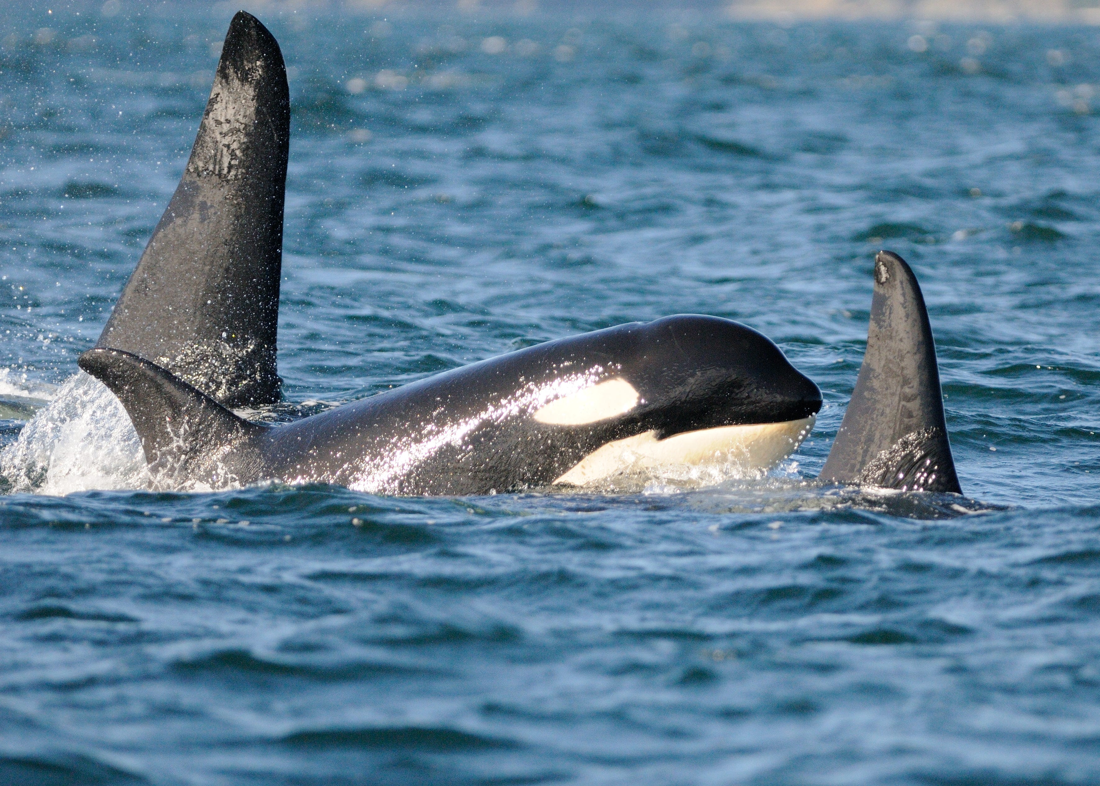 Tilikum A Killer Whale S Tragic Life By Carl Safina Medium